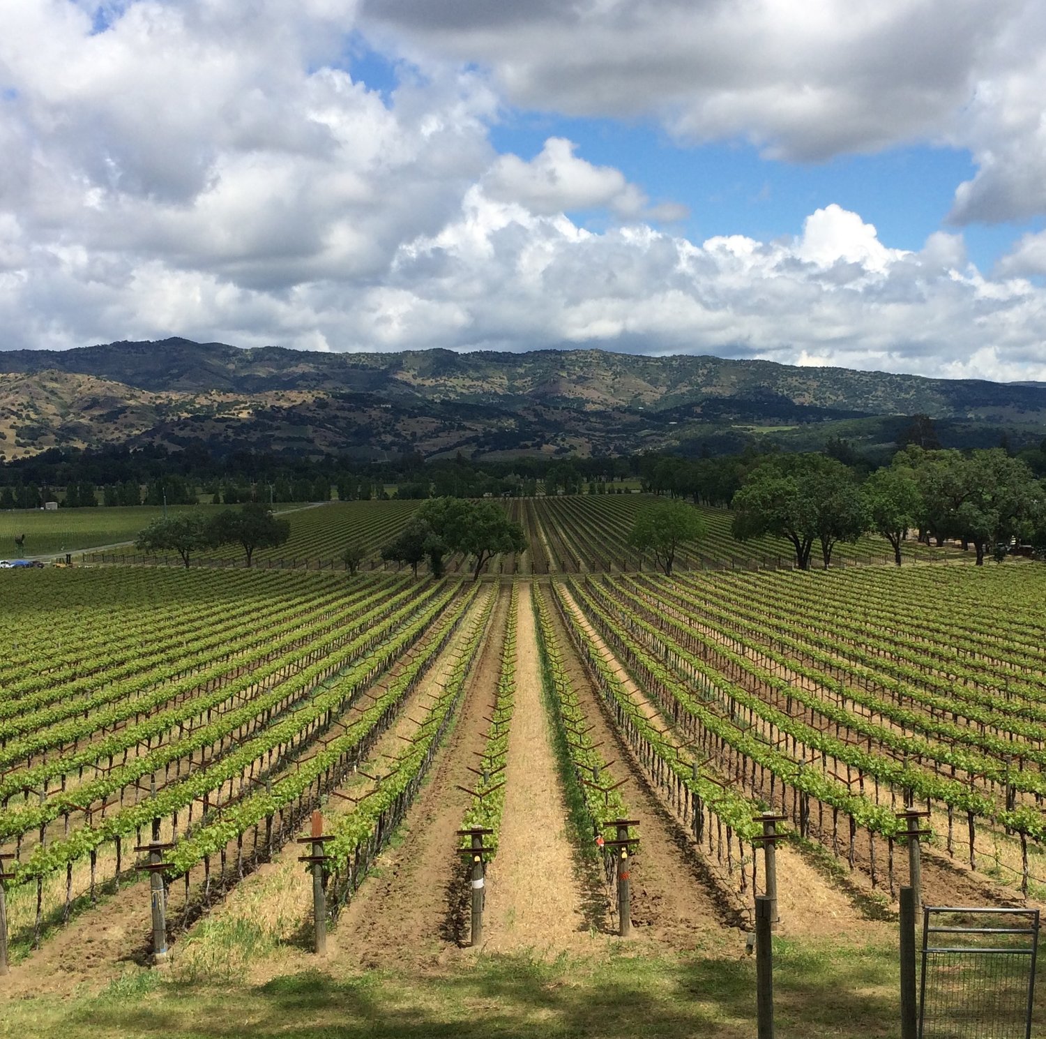 California Dreamin': How To Be Surprised And Seduced By Napa Valley