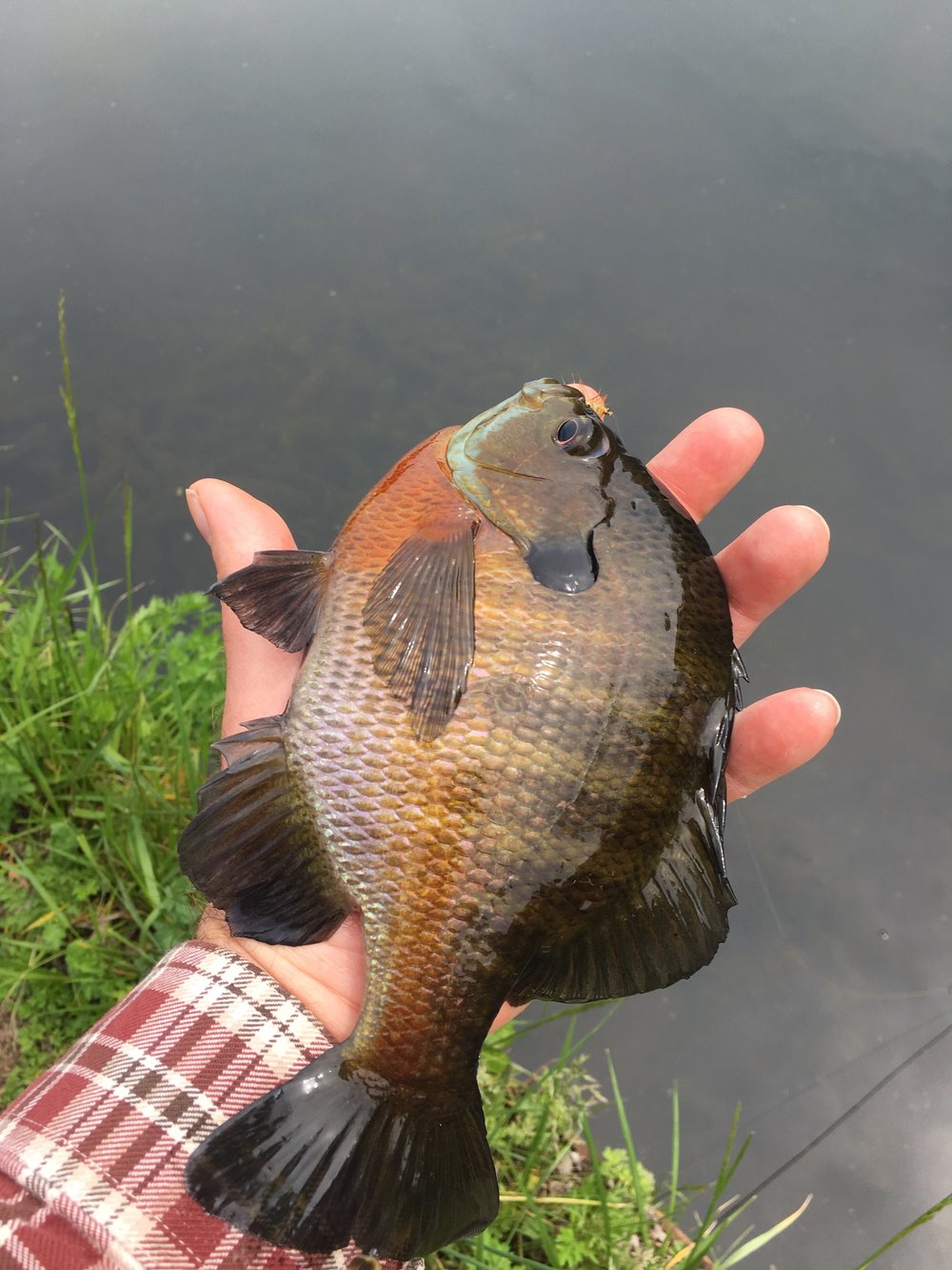 Why Bluegills? — Panfish On The Fly