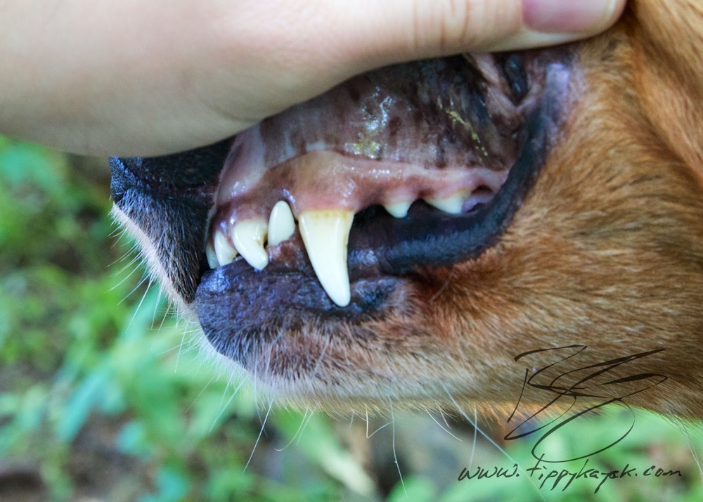 What Your Dog's Gums Can Tell You — Tippykayak Dog Training & Photography