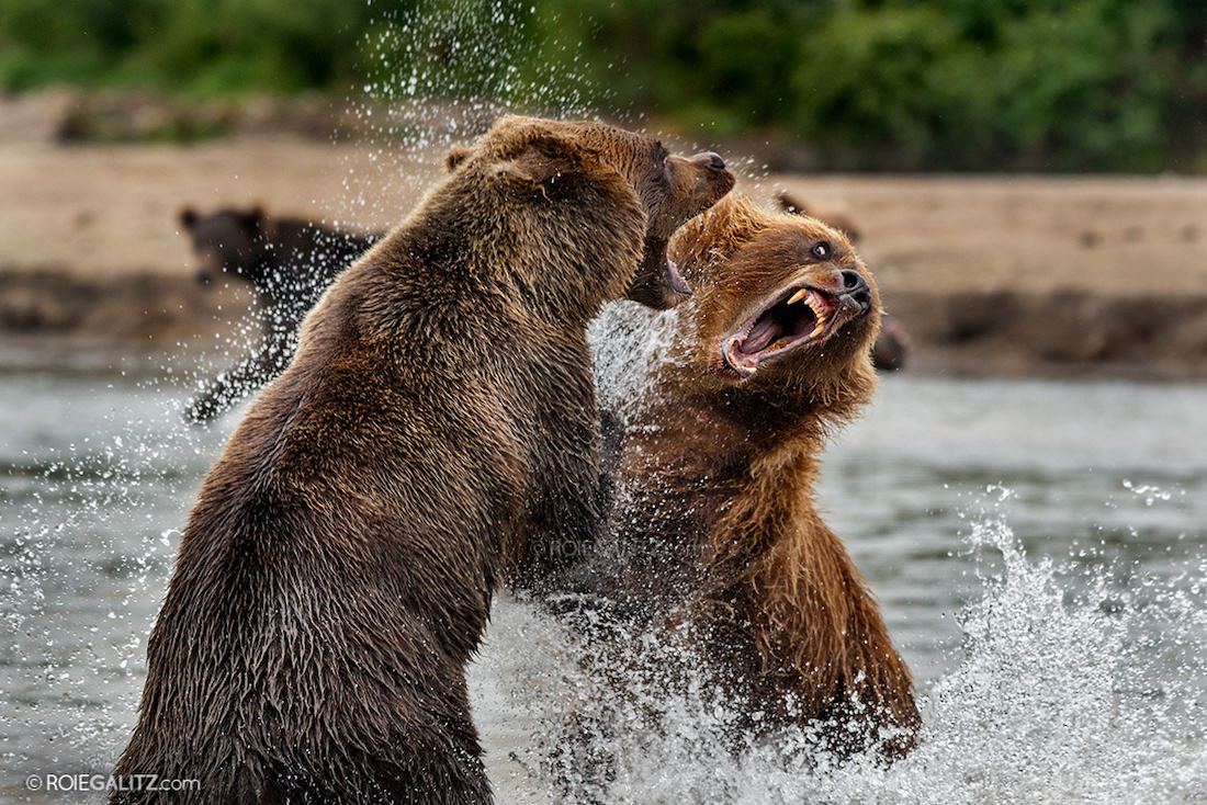 fighting+grizzly+bears?format=2500w