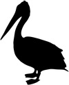 Pelican+Profile.jpg?format=100w