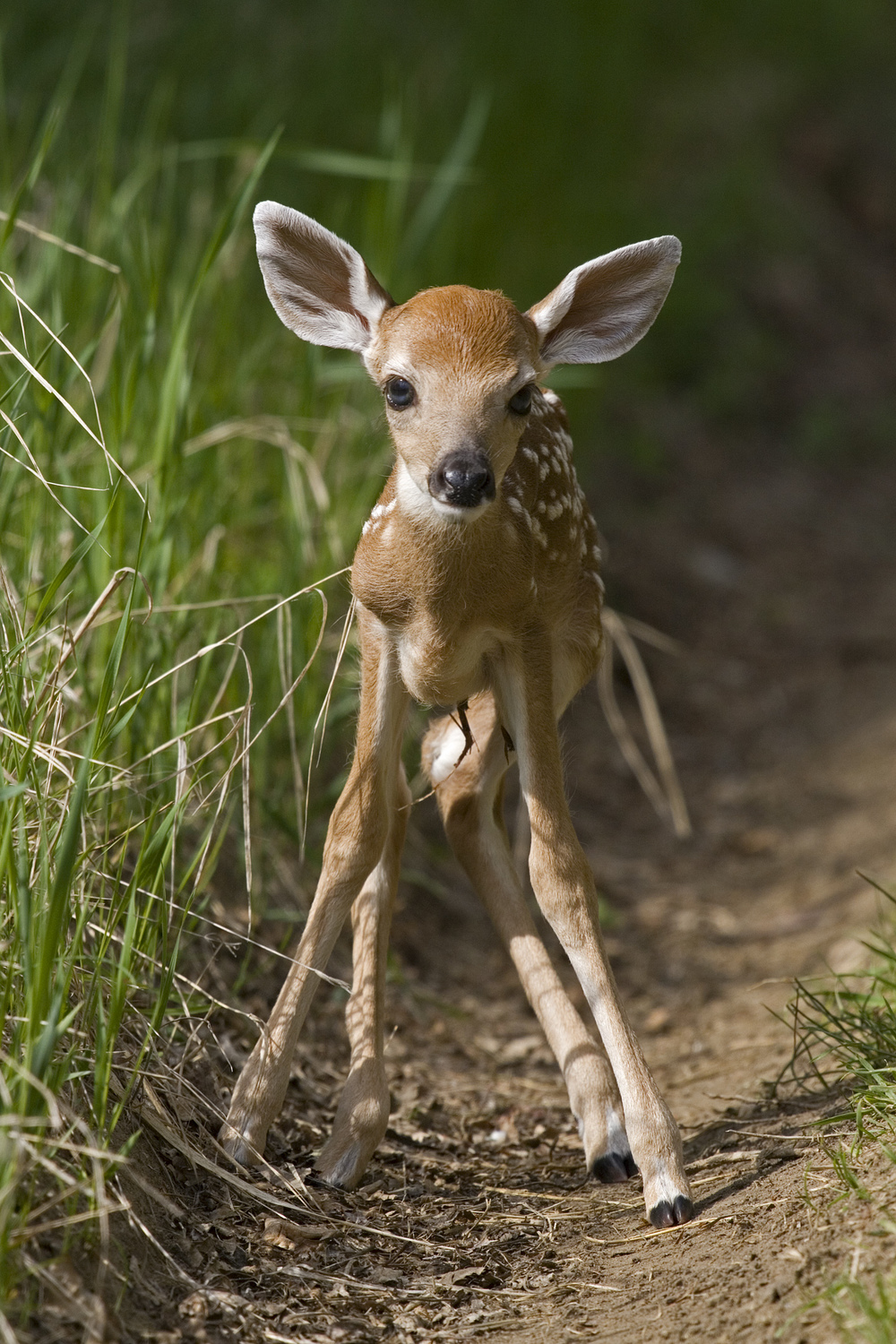 White-tailed Deer — Edmonton & Area Land Trust