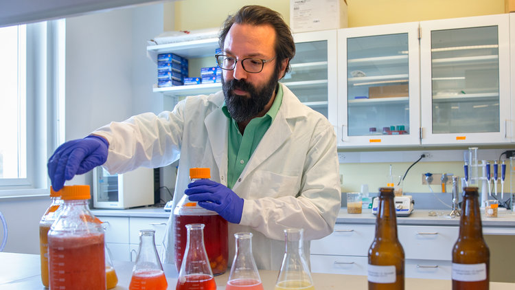  Samuel Alcaine pours beer brewed from whey. Image courtesy of Cornell University 