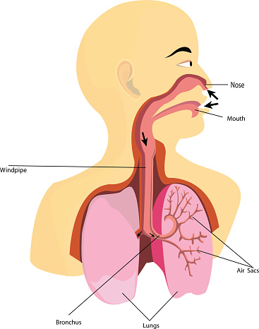 Resultado de imagen de respiratory system for kids