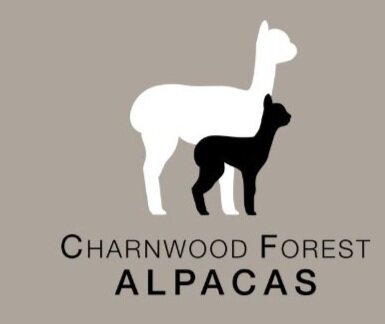 Donkey Walks - 45 Minute Experience - Charnwood Forest Alpacas