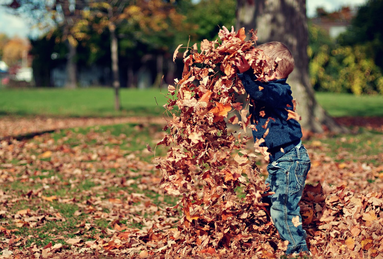 boy throwing leaves.jpg