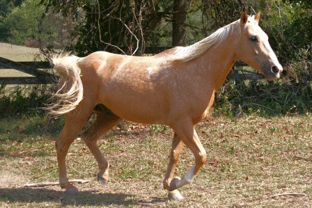   "Nugget"   Palomino Quarter Horse 