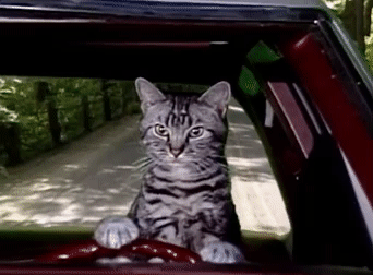 GIF moment Toonces+the+Driving+Cat+SNL+Gif