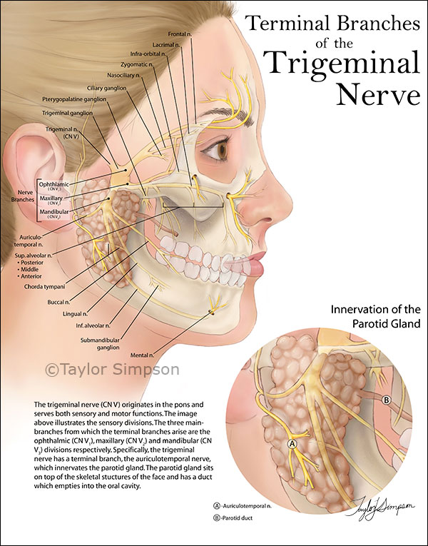 Facial-Anatomy.jpg