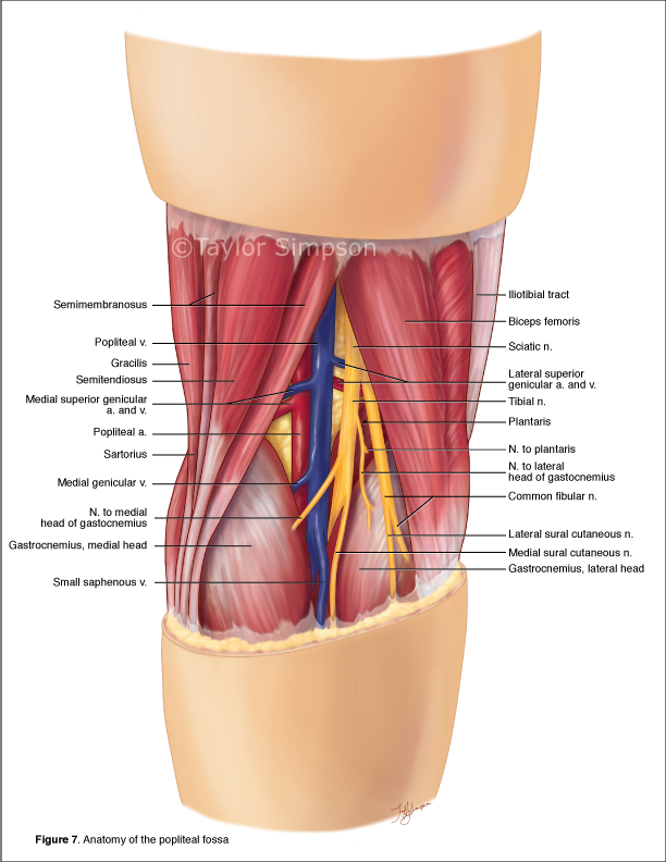 popliteal-fossa-with-labels.png