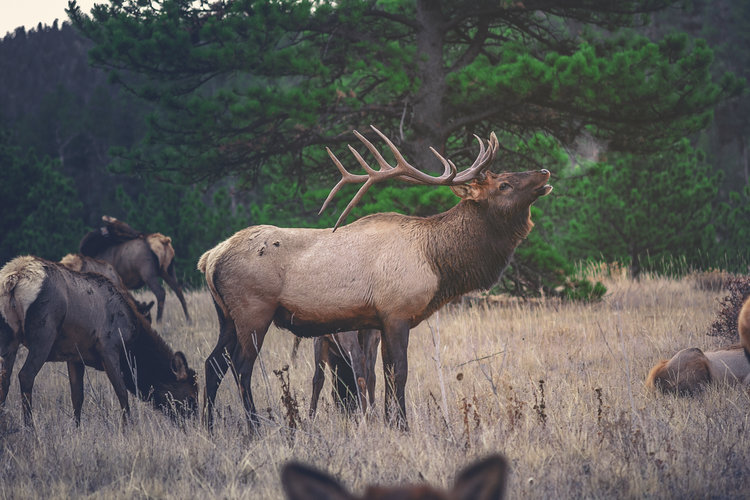 The Oregon Department of Fish and Wildlife (ODFW) filed a legal brief in support of LandWatch’s lawsuit because it would displace big game and reduce survival rates of the elk population by constructing trails through sensitive calving and fawning areas.