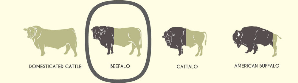 Beefalo — American Beefalo Association
