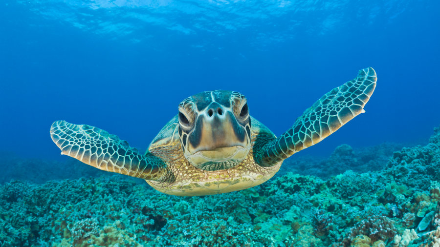 It's Turtle Time in Hawai'i — THE CAPTAIN'S LOG