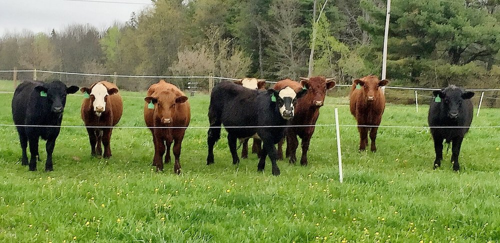 Our beautiful cows on our Maine grass pasture