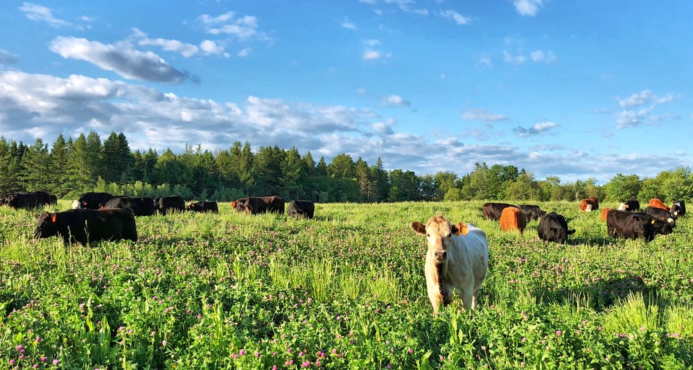 Grass fed beef on our Maine pastures