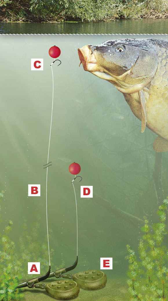 how to tie a zig rig to catch carp mid-water — angling times