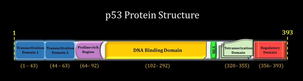 17P13 Protein Diet