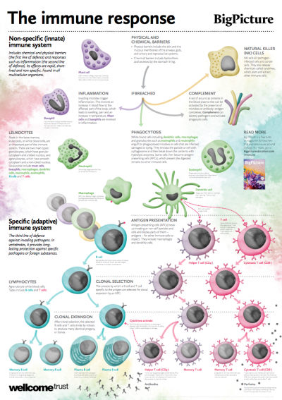 Brief Revision Guide to Immune System and Immune System Questions and