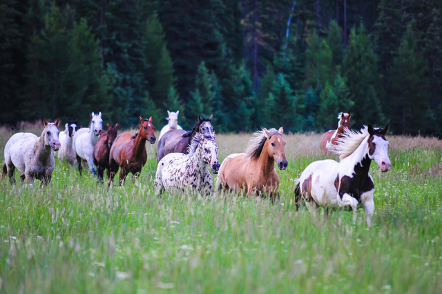 Horseback Riding in the American West- Jody L. Miller and Asa Bjorkland