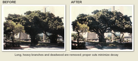 Before and after tree trimming and tree maintenance