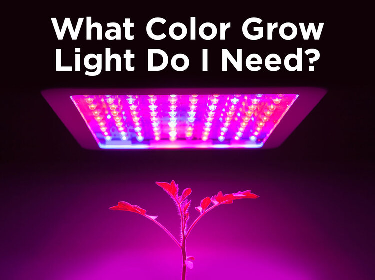 how does different color light affect plant growth experiment