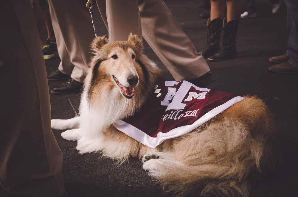 Order fine art and specialty Aggieland prints!