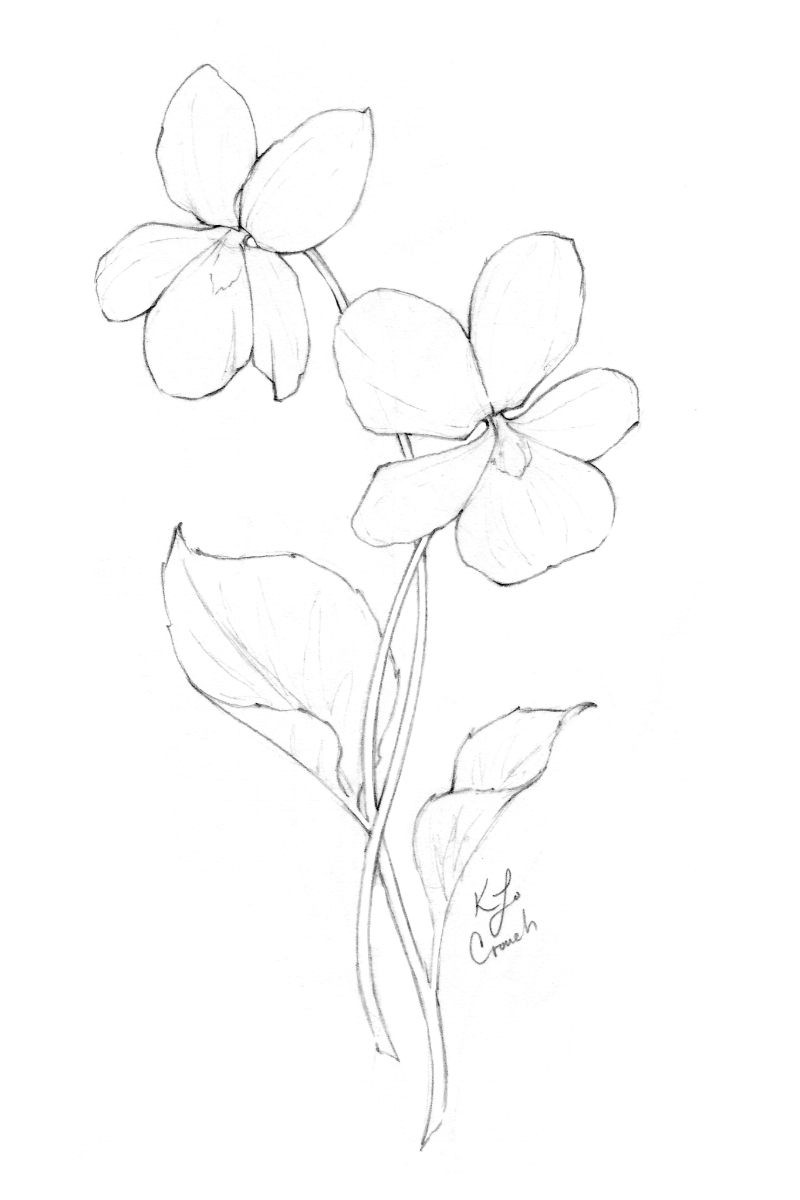 Flower Drawings Inktober 2018 Roundup — Blushed Design
