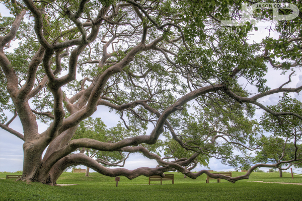 gumbo-limbo-tree-largest-de-soto-nationa