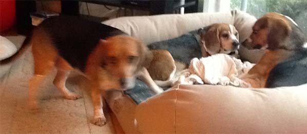 beagle stamford animal shelter