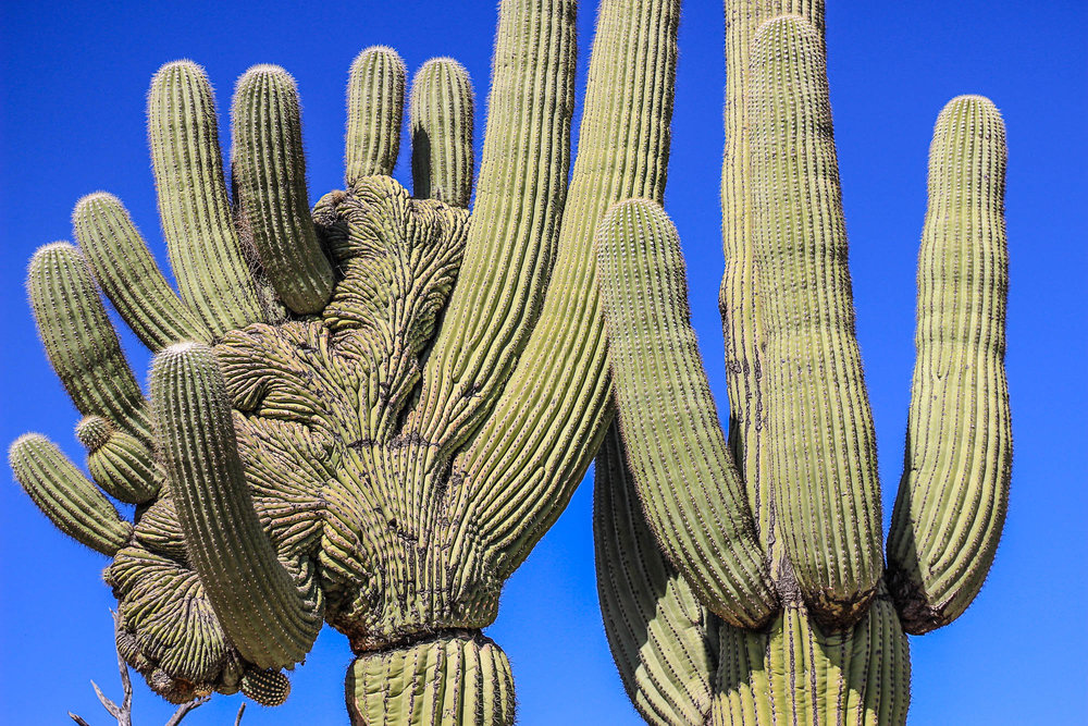 Image result for cactus arizona desert