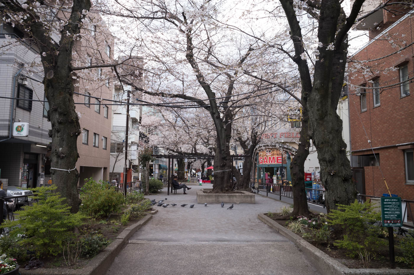  Toritsudaigaku Station Cherry Blossoms 