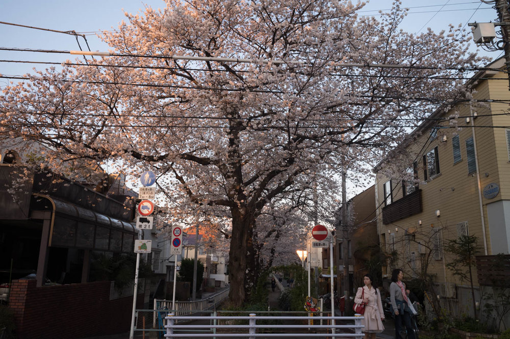  Nakane Cherry Blossoms 