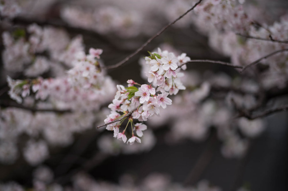  Nakameguro Cherry Blossoms at Meguro River 