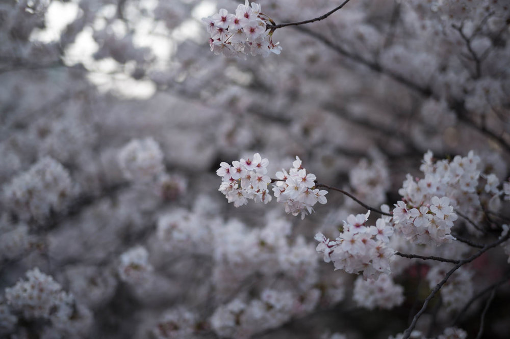  Nakameguro Cherry Blossoms at Meguro River 
