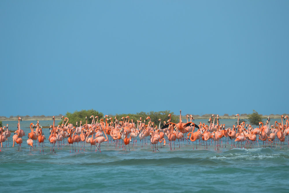 Flamingos, man. Who do they think they are?