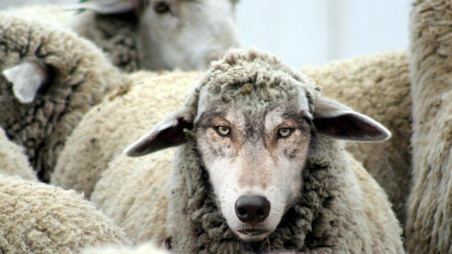 EXPERT or wolf in sheep's clothing? — Jenell's Skin