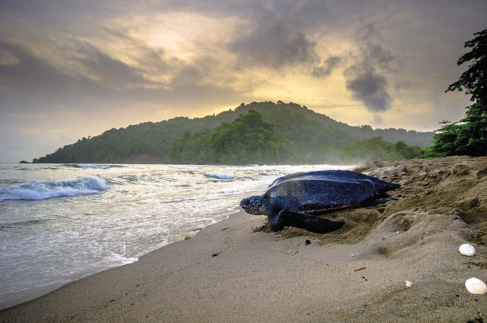 The second largest leatherback turtle nesting site in the world is at Grande Rivière from March to September. Photo credit: Stephen Jay Photography