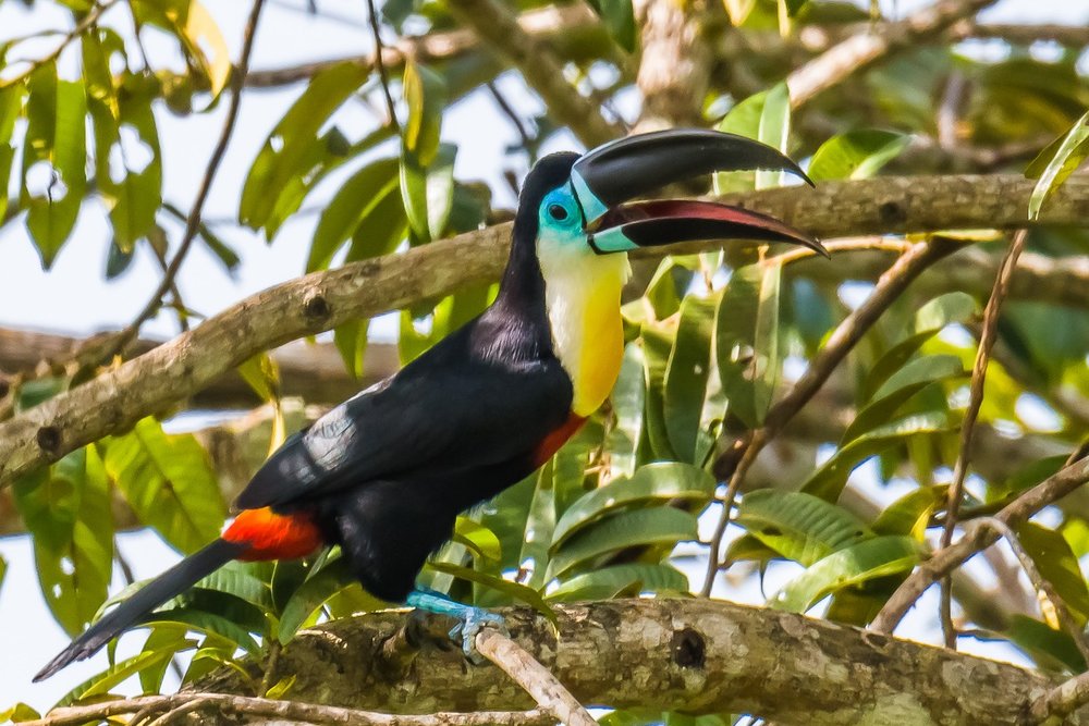 Channel Billed Toucan. Picture from Island Hikers (http://islandhikers.com)