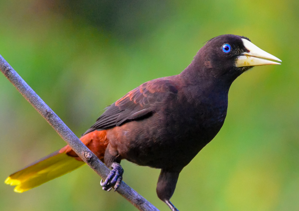 Crested oropendola by Don Freiday at Asa Wright nature center