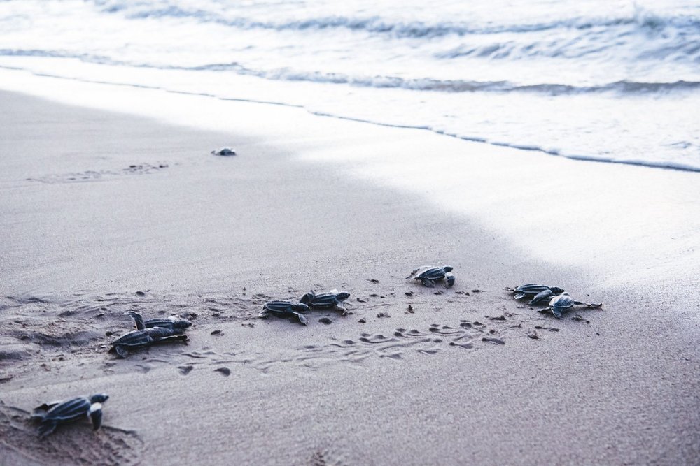 Baby turtles hatching and race to the ocean for the first time at Grande Riviere Bay