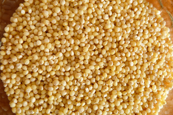 Great Grains: Millet — Edible Sound Bites