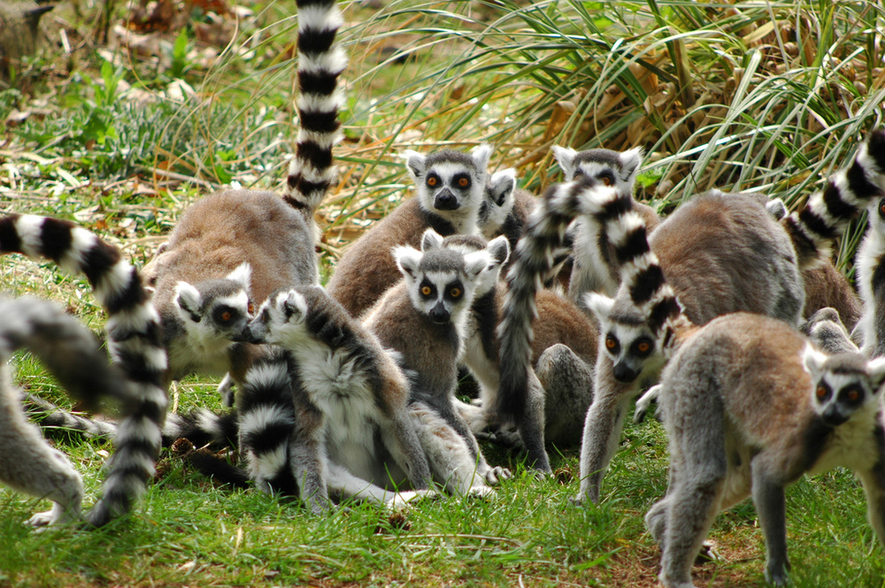 Did Lemurs' brains evolve to cope with their group size? Image by Erik Coolen.