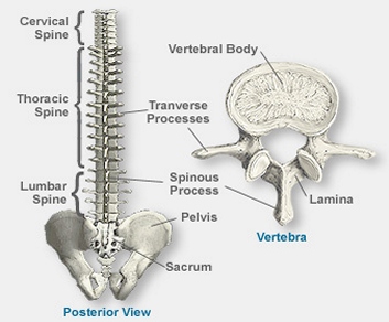 Spine Anatomy — Northwest Orthopedic Surgery, S.C.