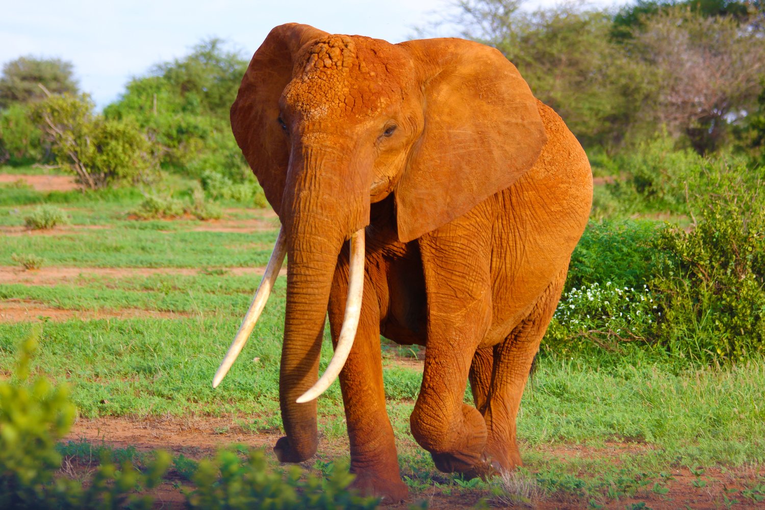 African elephants cover themselves in red mud to prevent their body from taking in too much sunlight.