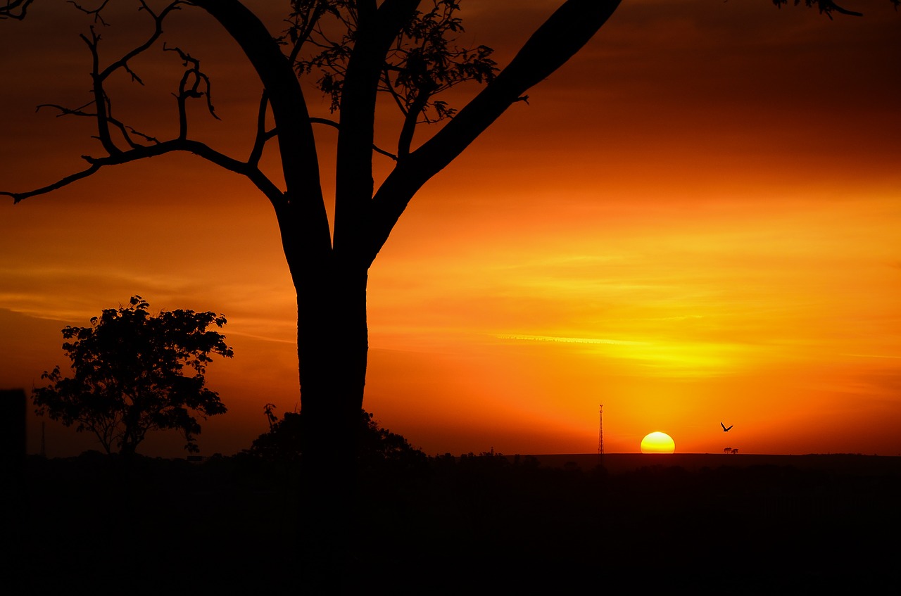 The African Sunset