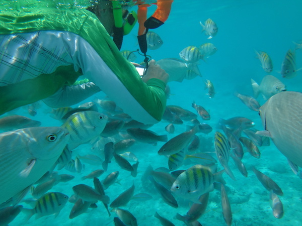 Cuba Adventure Company snorkeling