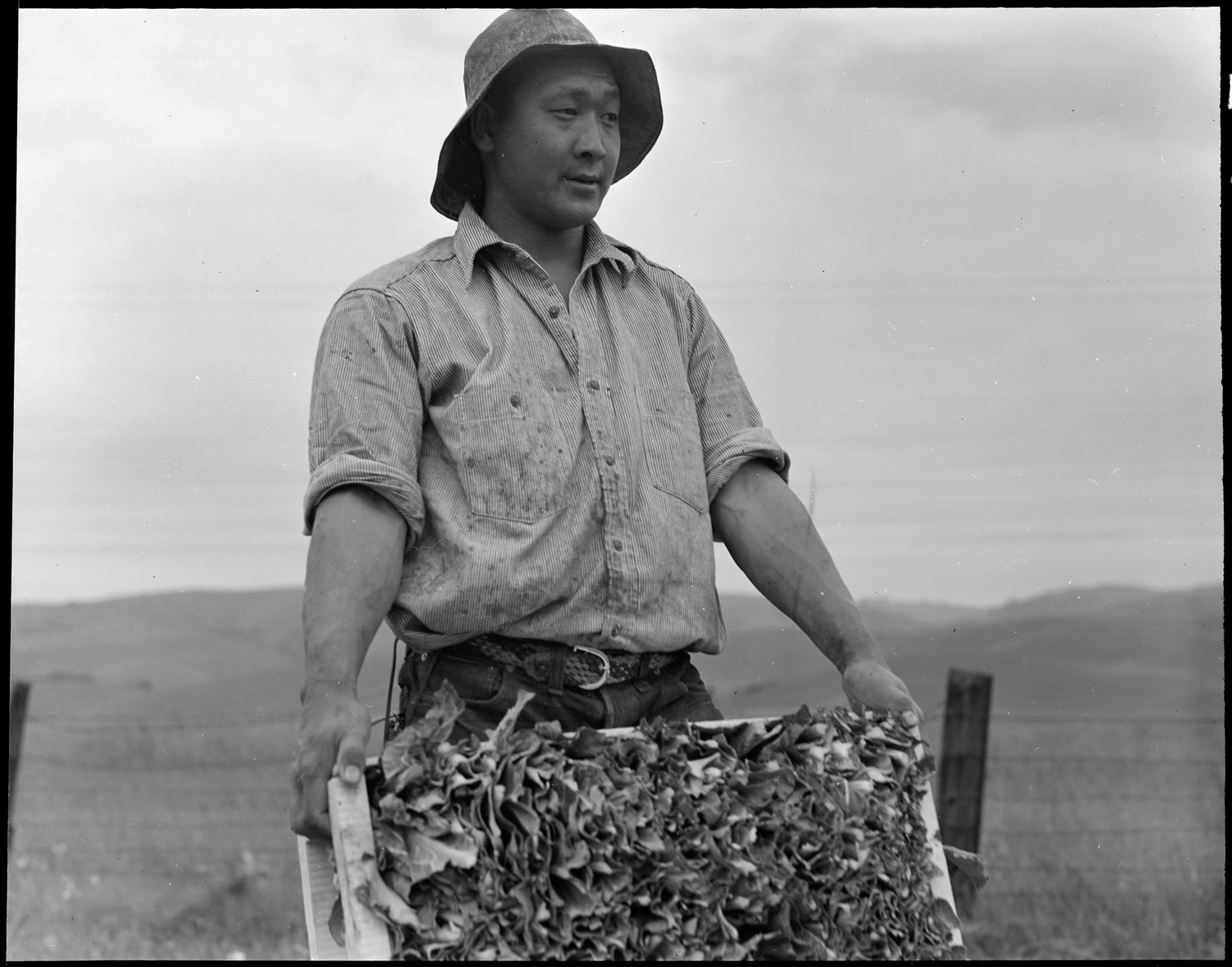  Centerville, California. Harvesting cauliflower on a ranch near Centerville on April 9, 1942, while evacuation of persons of Japanese descent was in progress. Evacuees will be housed in War Relocation Authority centers for the duration. 