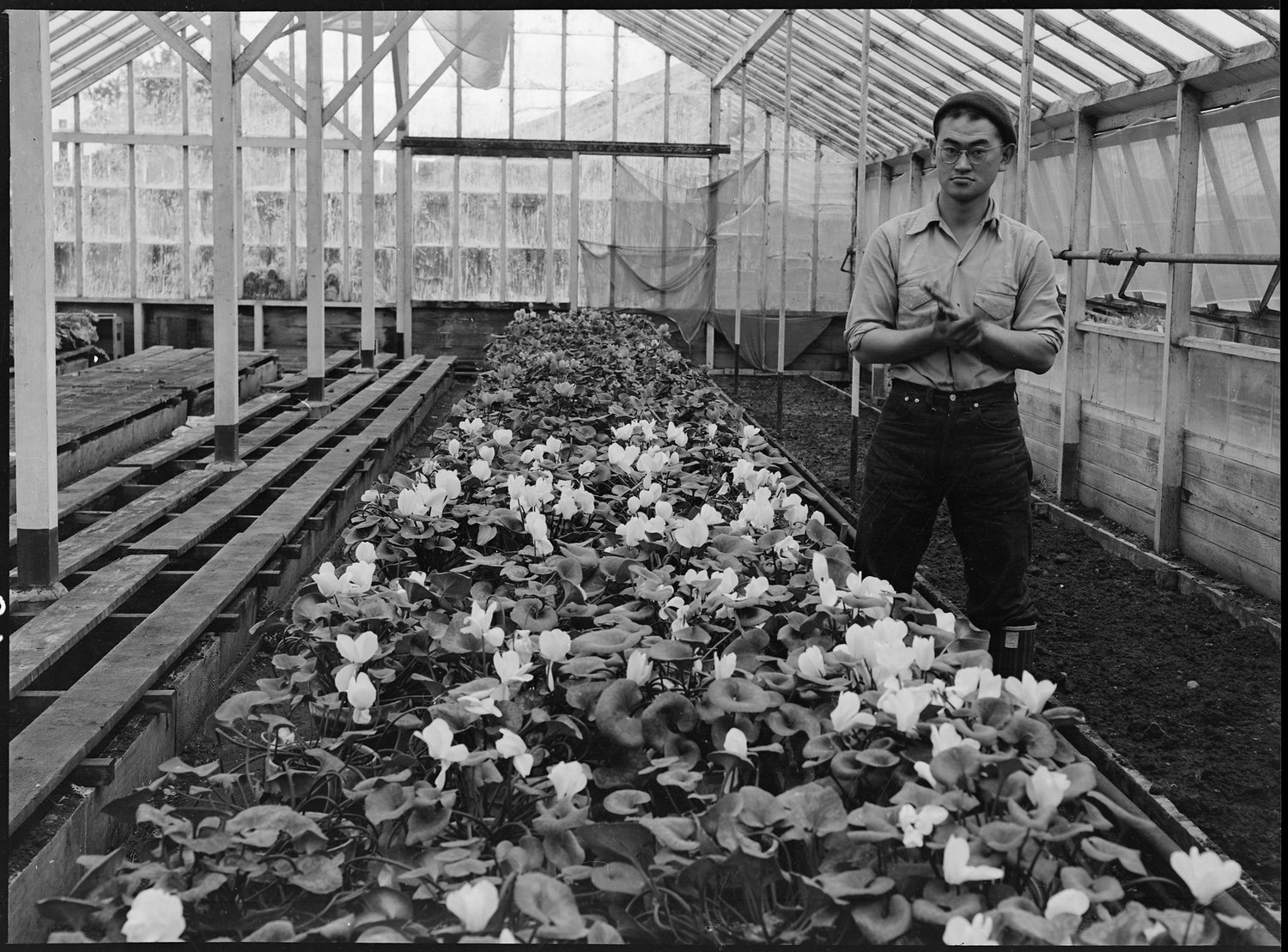  PRINT AVAILABLE San Leandro, California. Greenhouse on nursery operated, before evacuation, by horticultural experts of Japanese ancestry. Many of the Nisei (born in this country) attended leading agricultural colleges such as that at Cornell. Evacuees will be housed in War Relocation Authority centers for the duration. 
