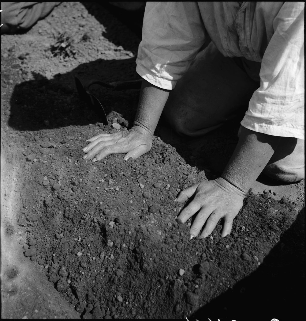  Centerville, California. Hands of woman farm- worker preparing soil for transplanting tomato plants, in a field in Alameda County, California, several weeks before evacuation. Farmers and other evacuees of Japanese ancestry will be given opportunities to follow their callings in War Relocation Authority centers where they will spend the duration. 