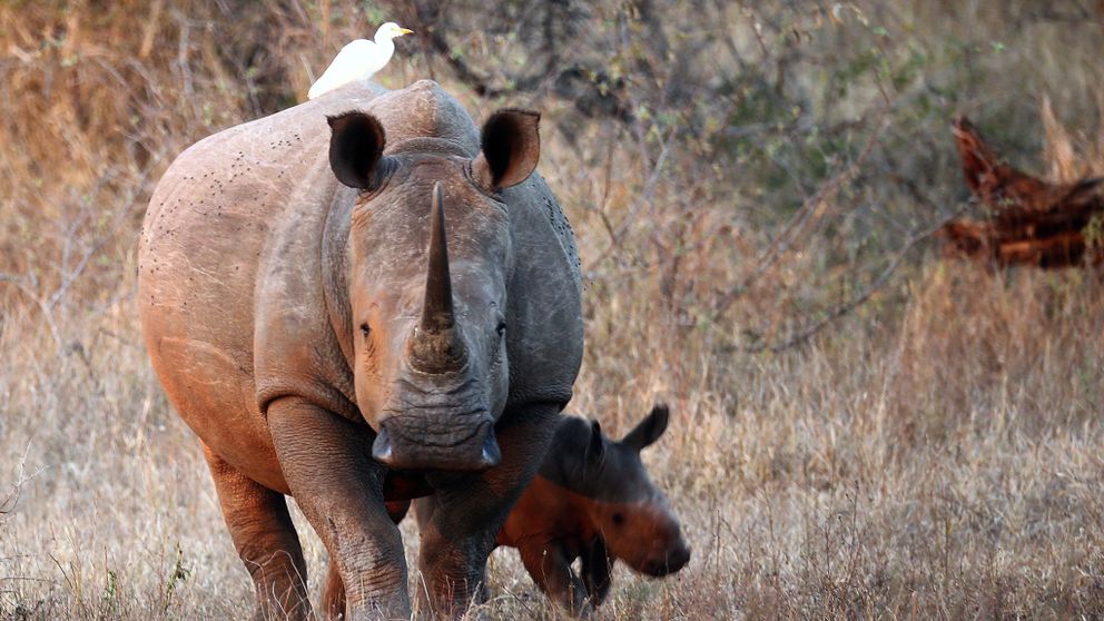 1,028 were poached in South Africa last year